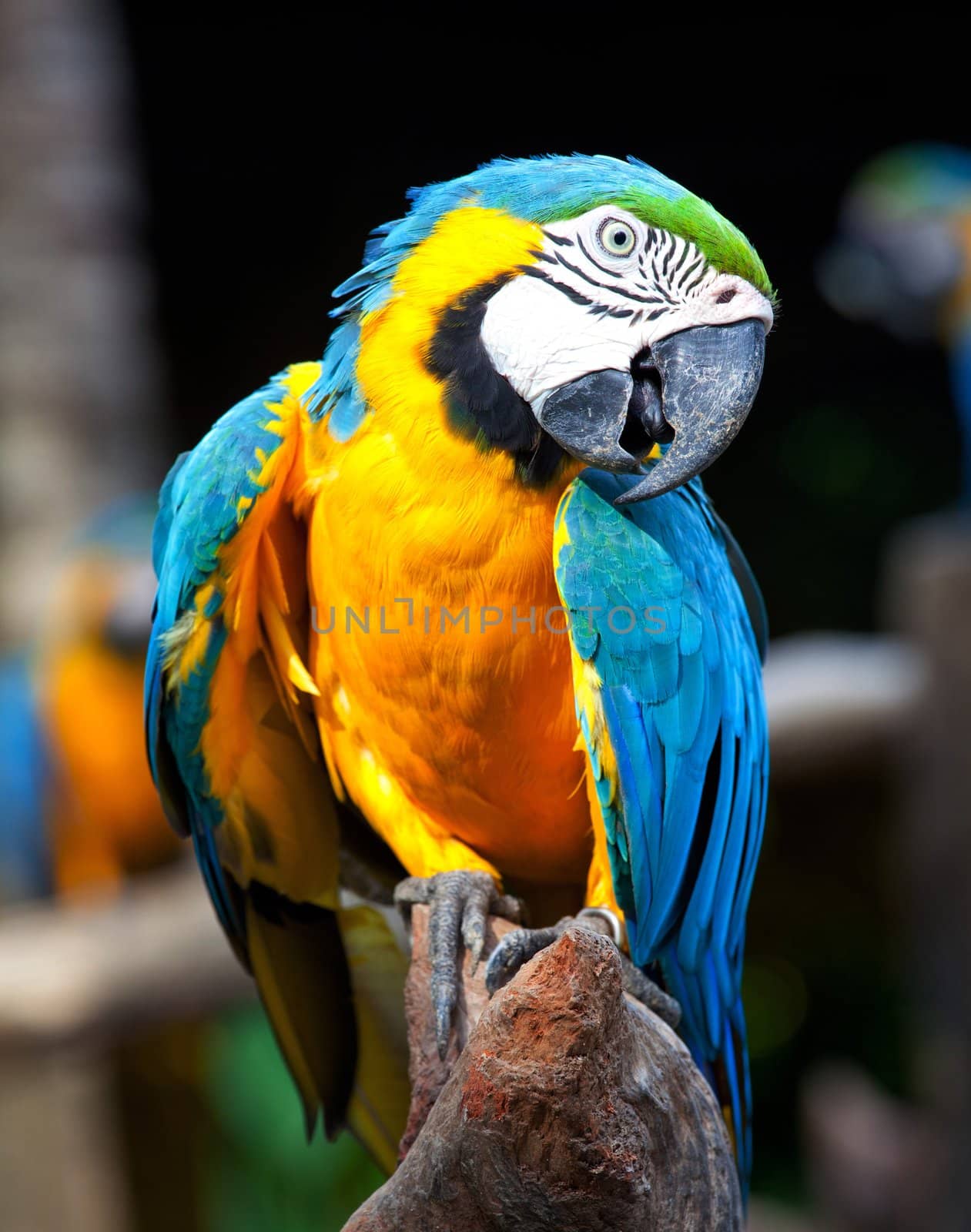colorful macaw sitting in a tree