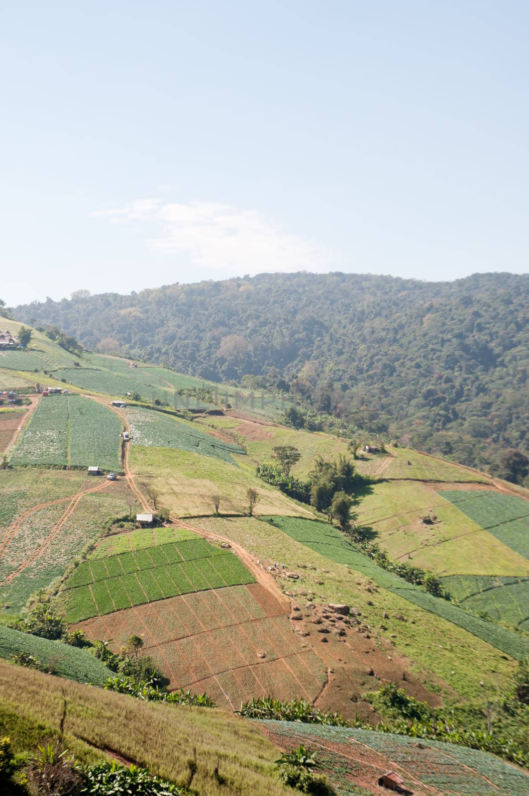 farm filed in big mountain, Thailand