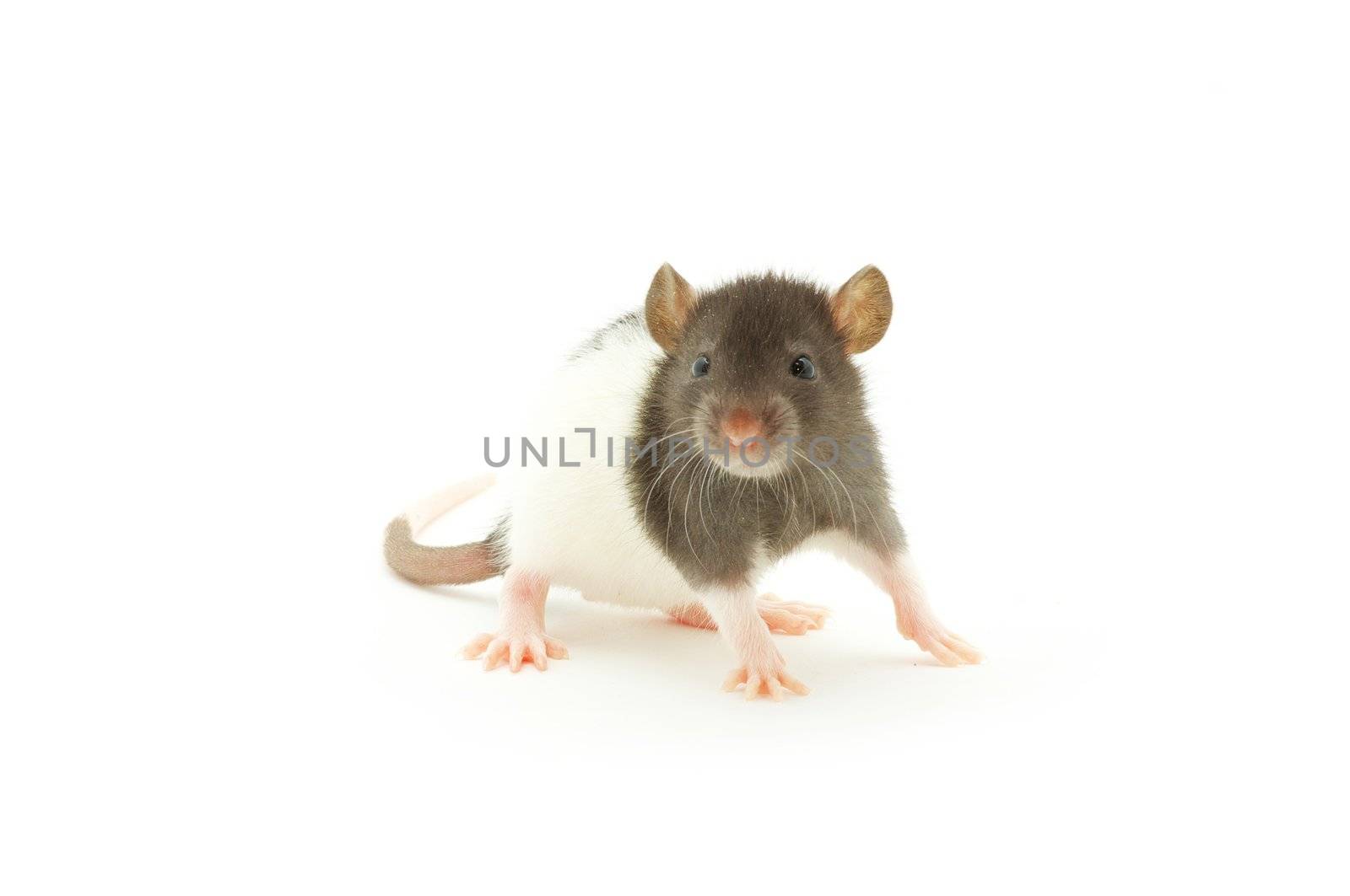 funny rat isolated on white background