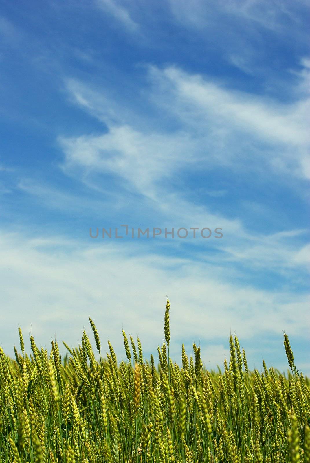  Early summer corn with a blue sky background