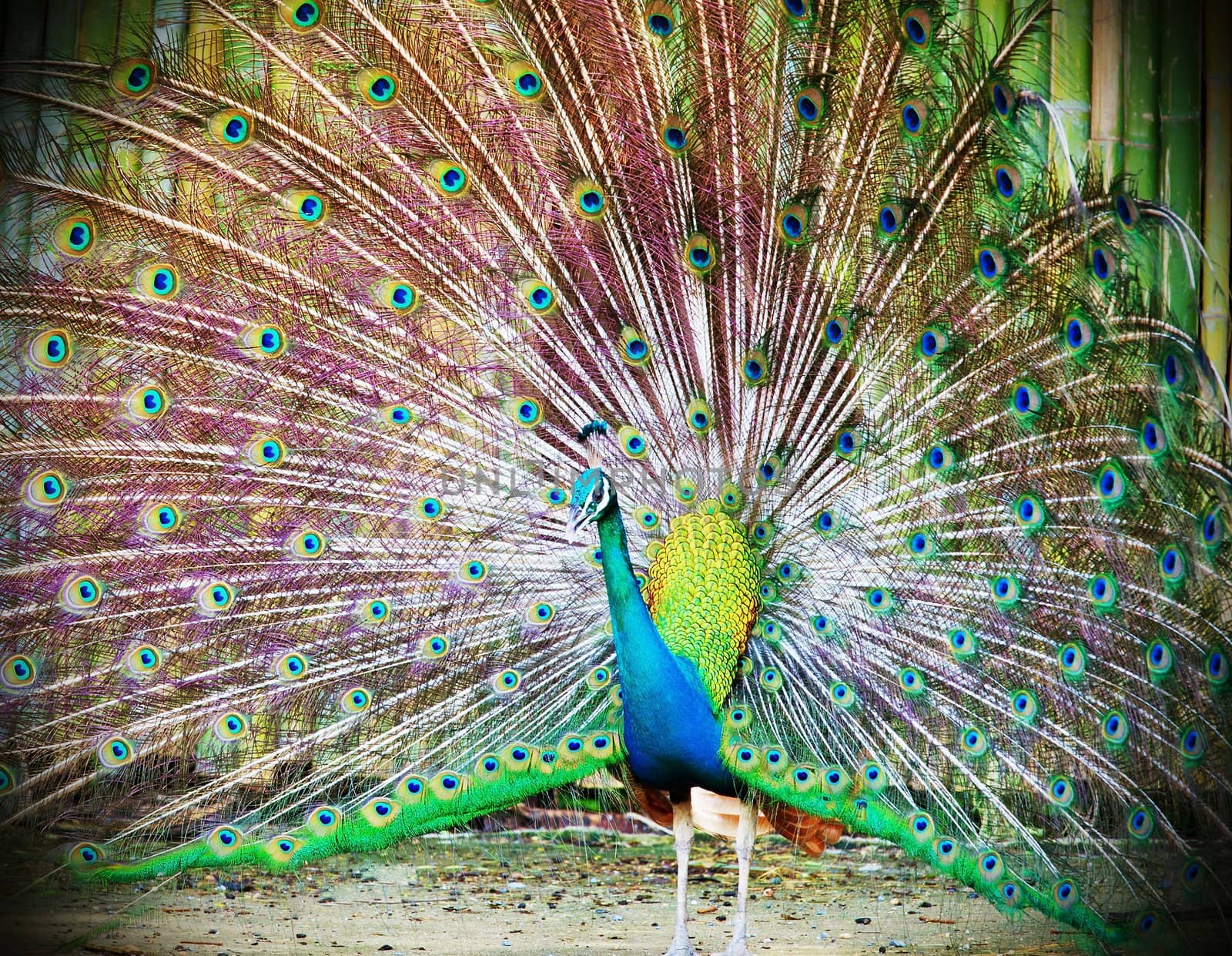 Portrait of beautiful peacock with feathers out