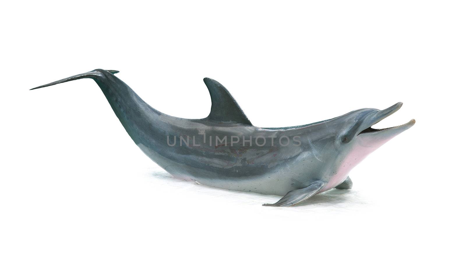 Dolphin isolated on white background