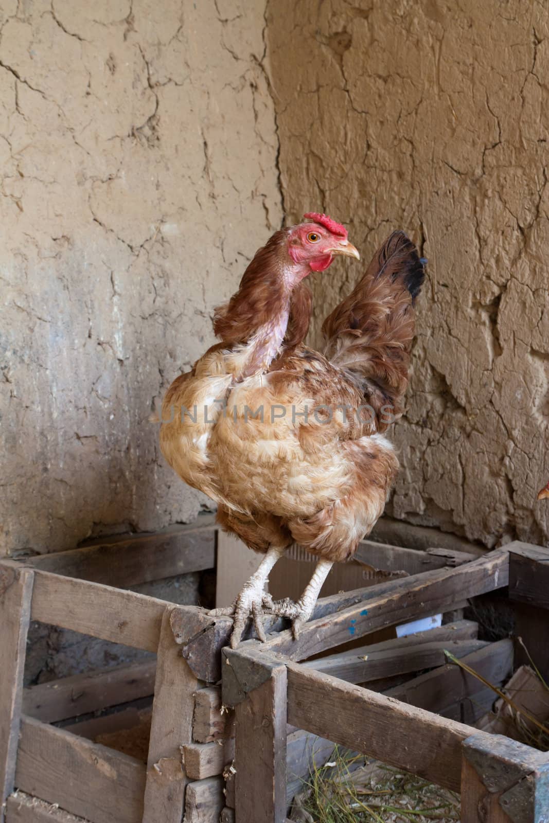 chicken with a bare neck