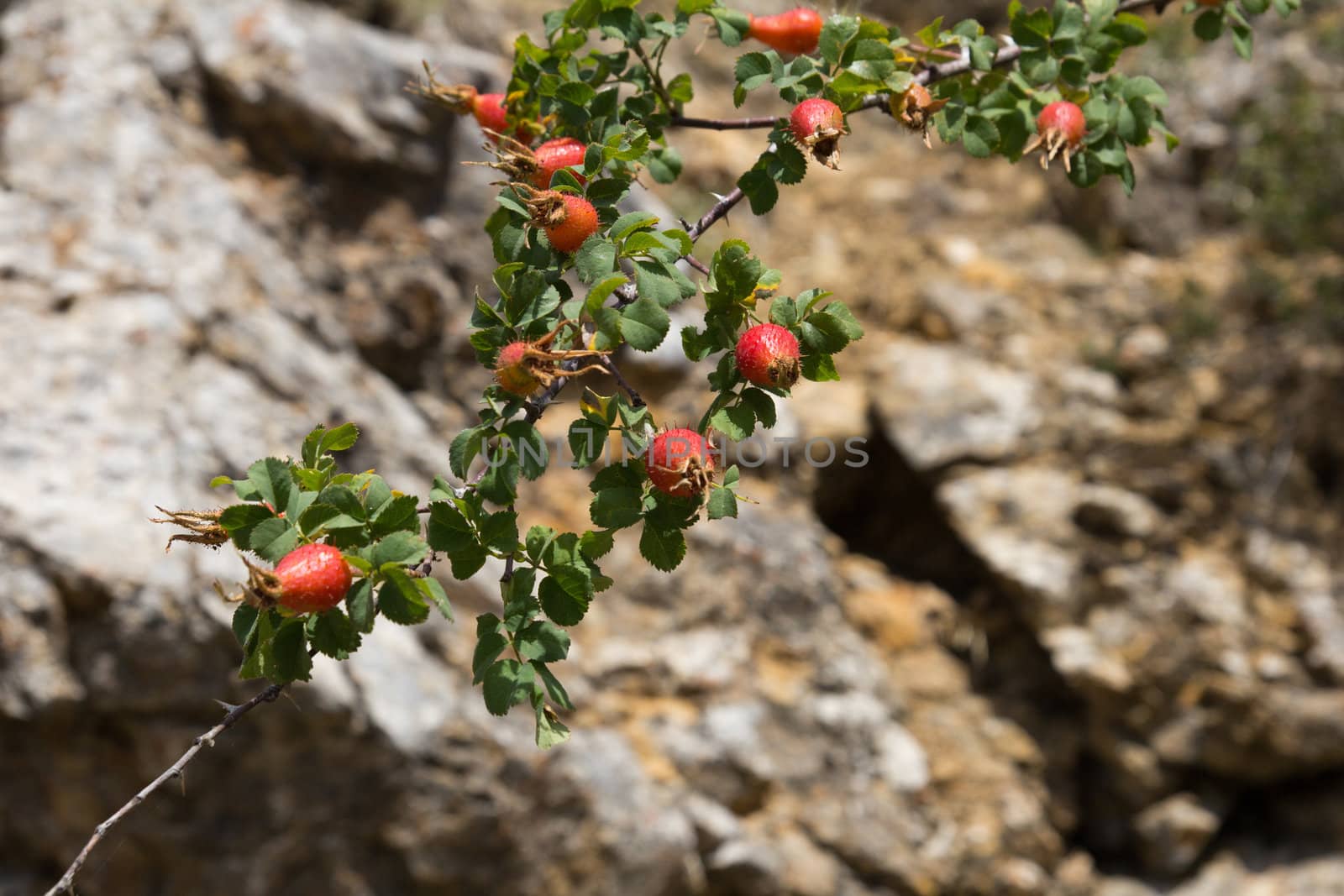 ripe briar in nature