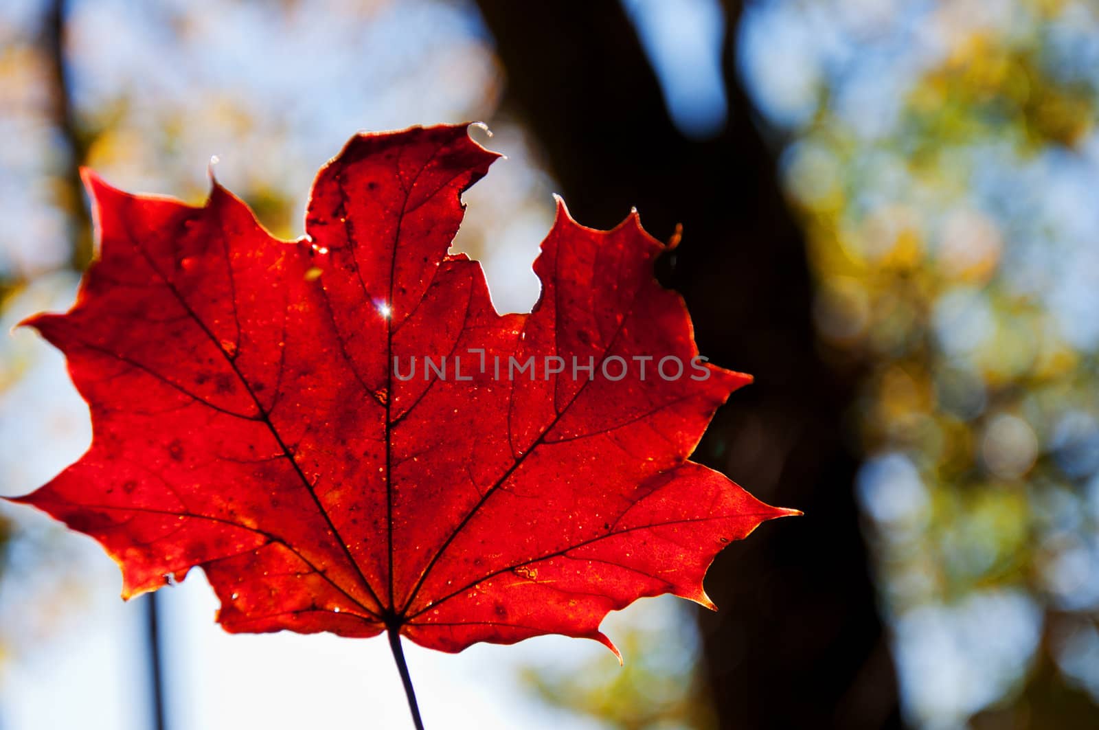 Maple autumn leaf  by Nanisimova