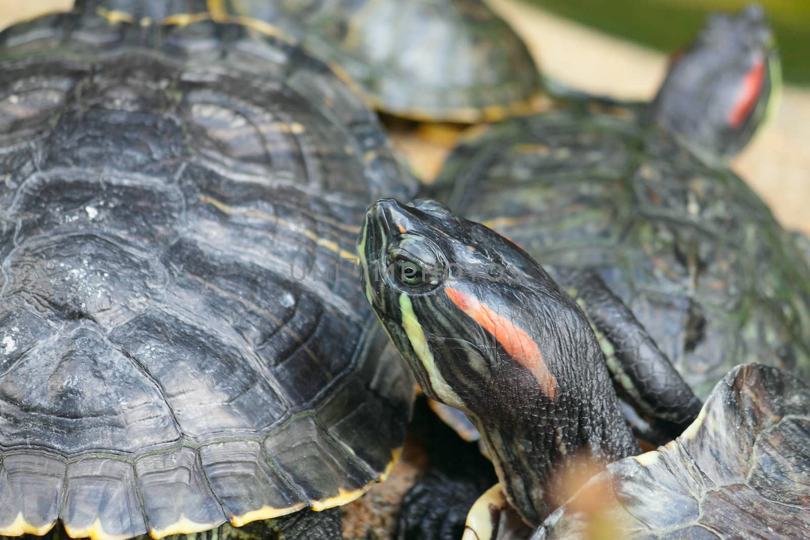 Group of red-eared slider turtles sitting on a stone in the zoo 