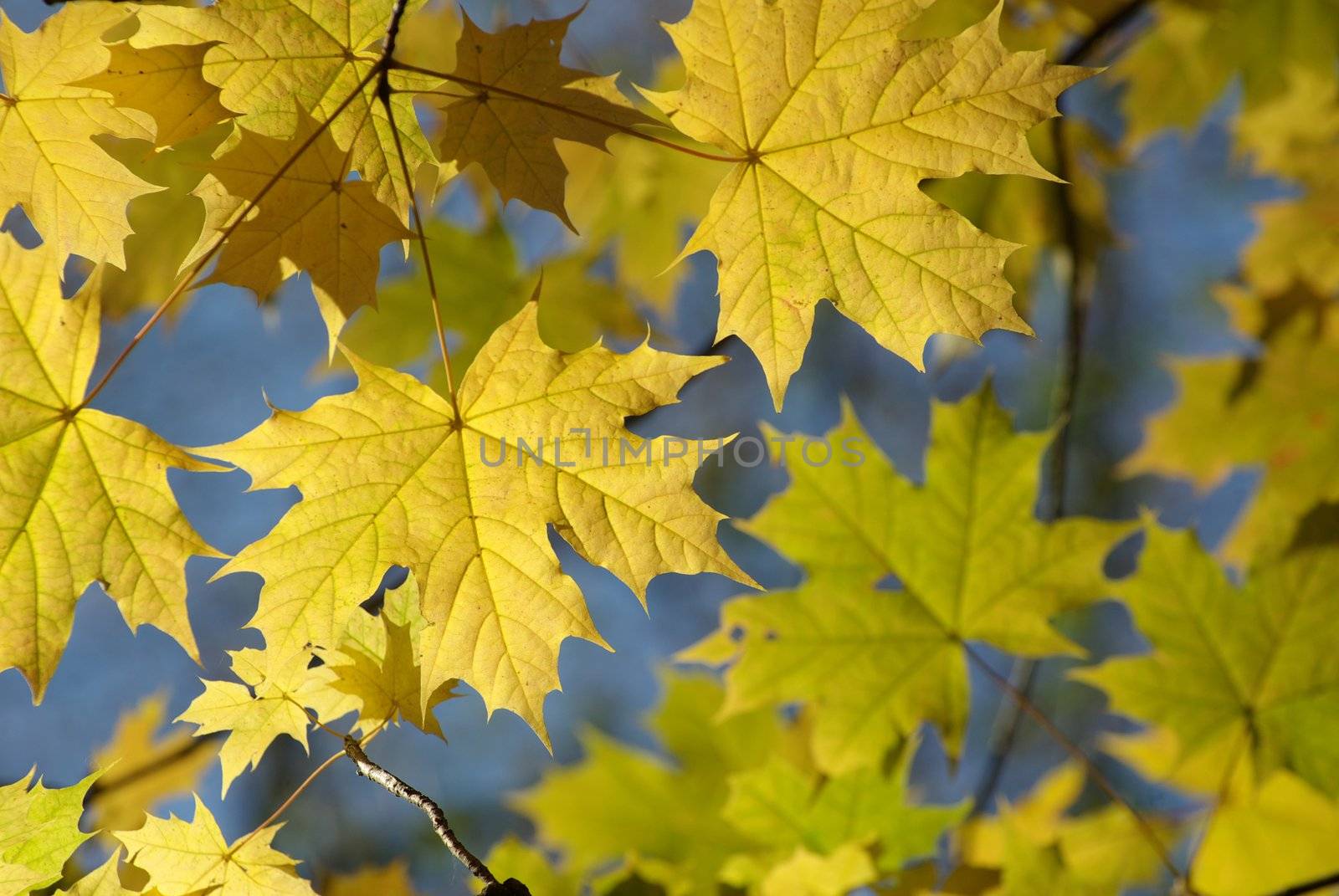 autumn leaves background in sunny day