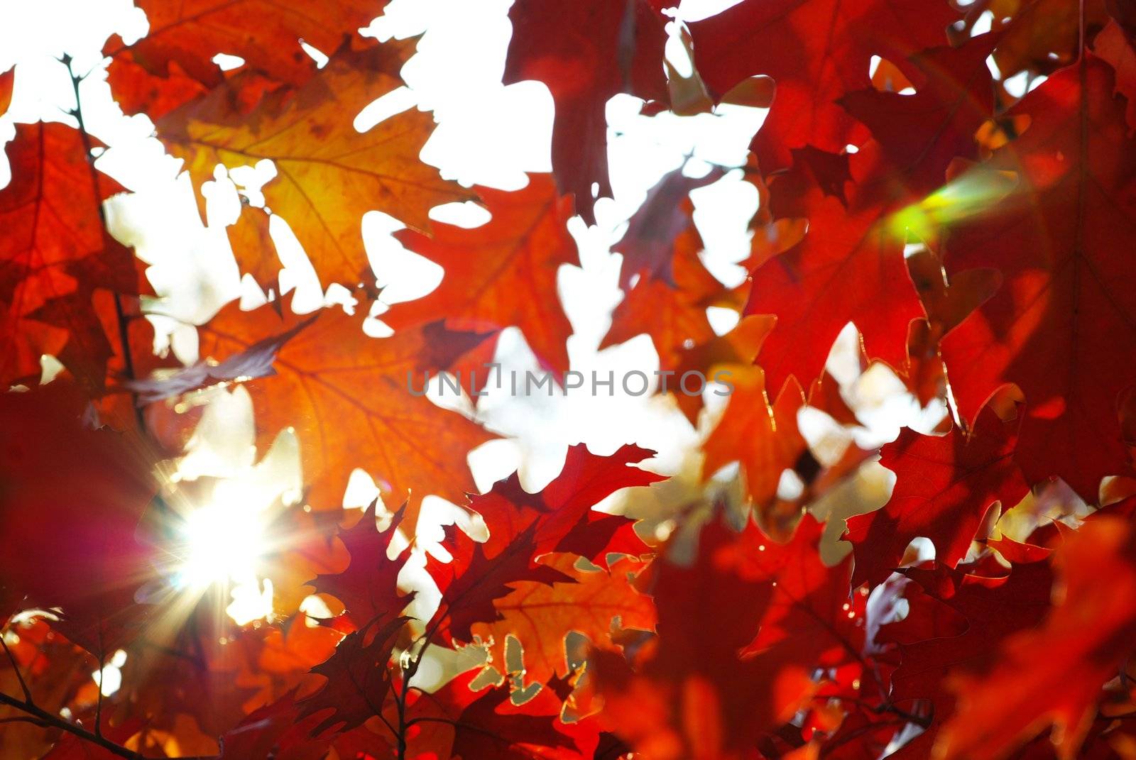 autumn leaves background in sunny day