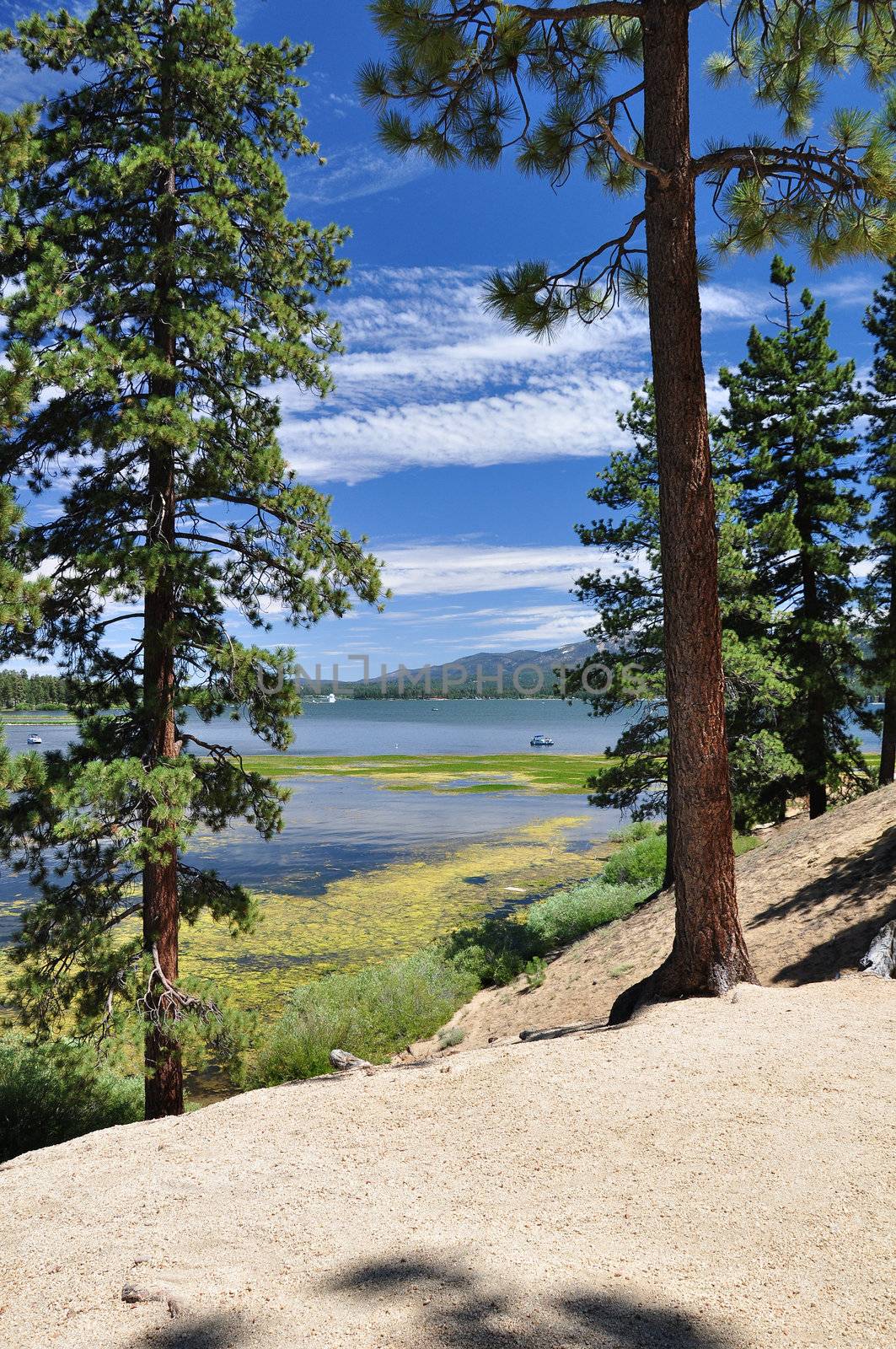 View of Big Bear Lake through pine trees in the Southern California mountains.