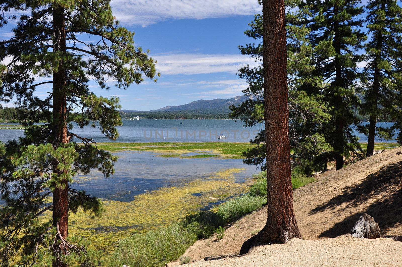 Pine trees grow along the shoreline of Big Bear Lake in Southern California.