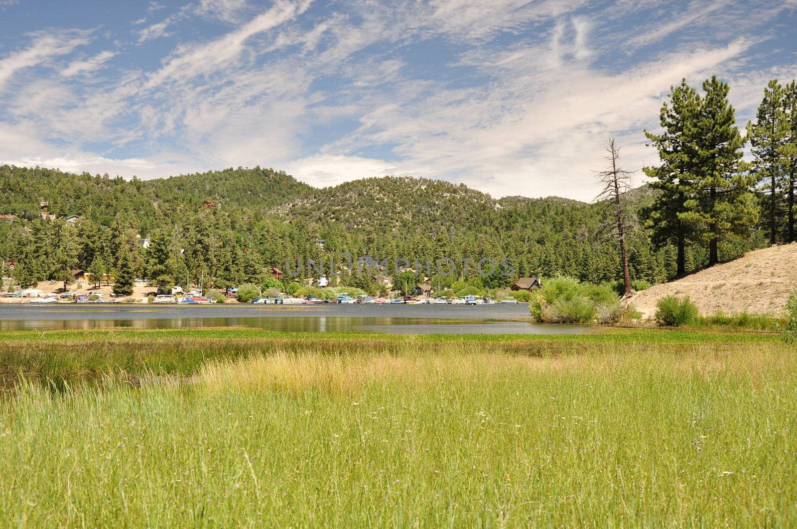 A swampy marsh grows along the shoreline of Big Bear Lake in Southern California.