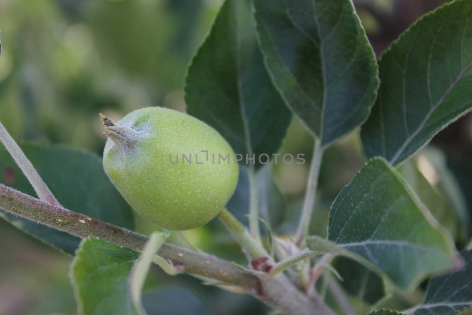 Young Apple Growing by abhbah05