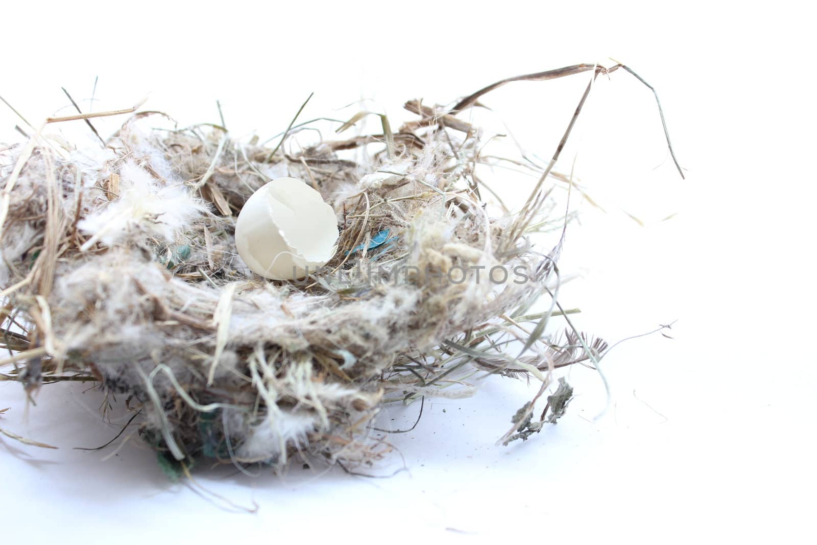 Egg in Bird Nest by abhbah05