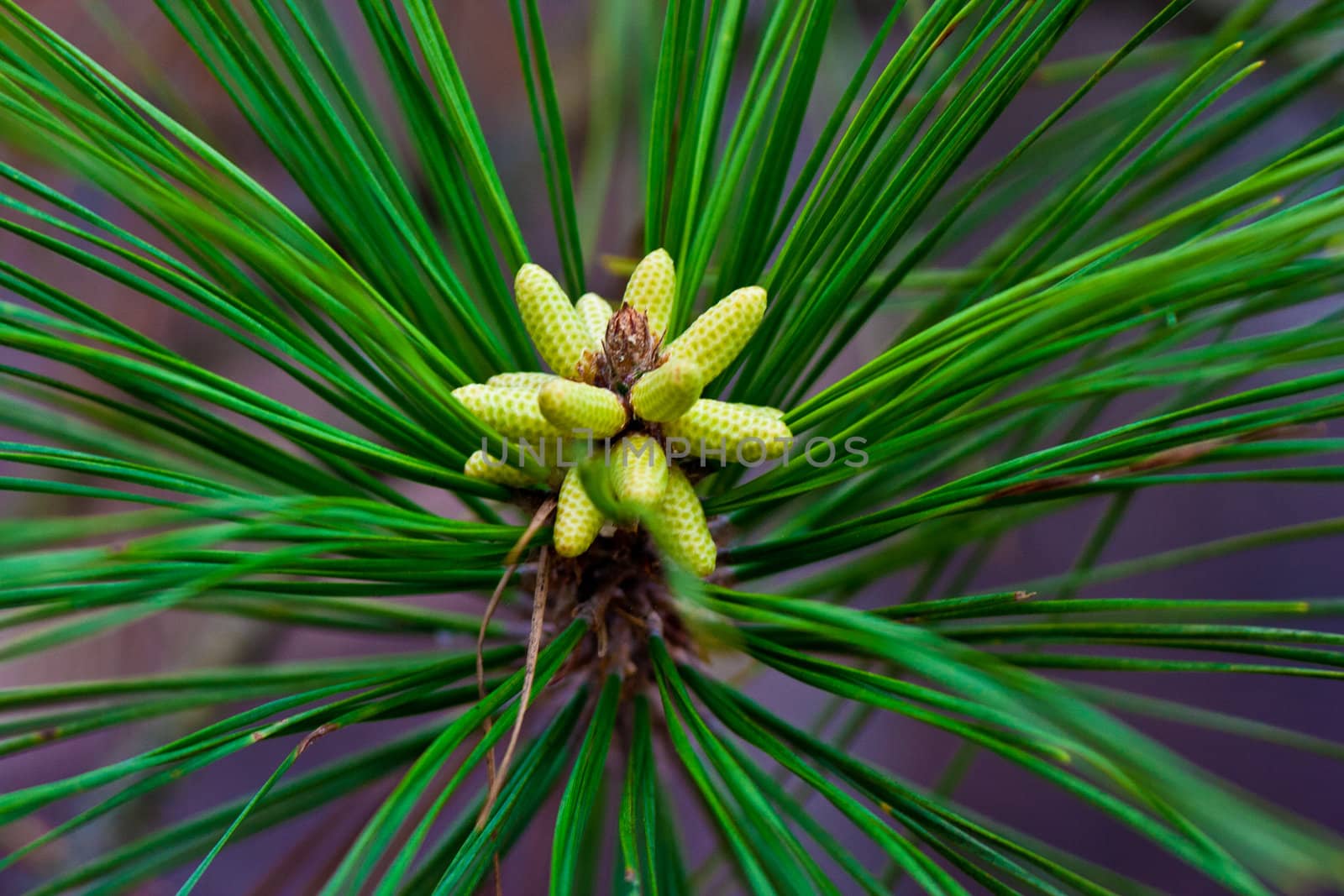 Young Pine Tree. by rothphotosc
