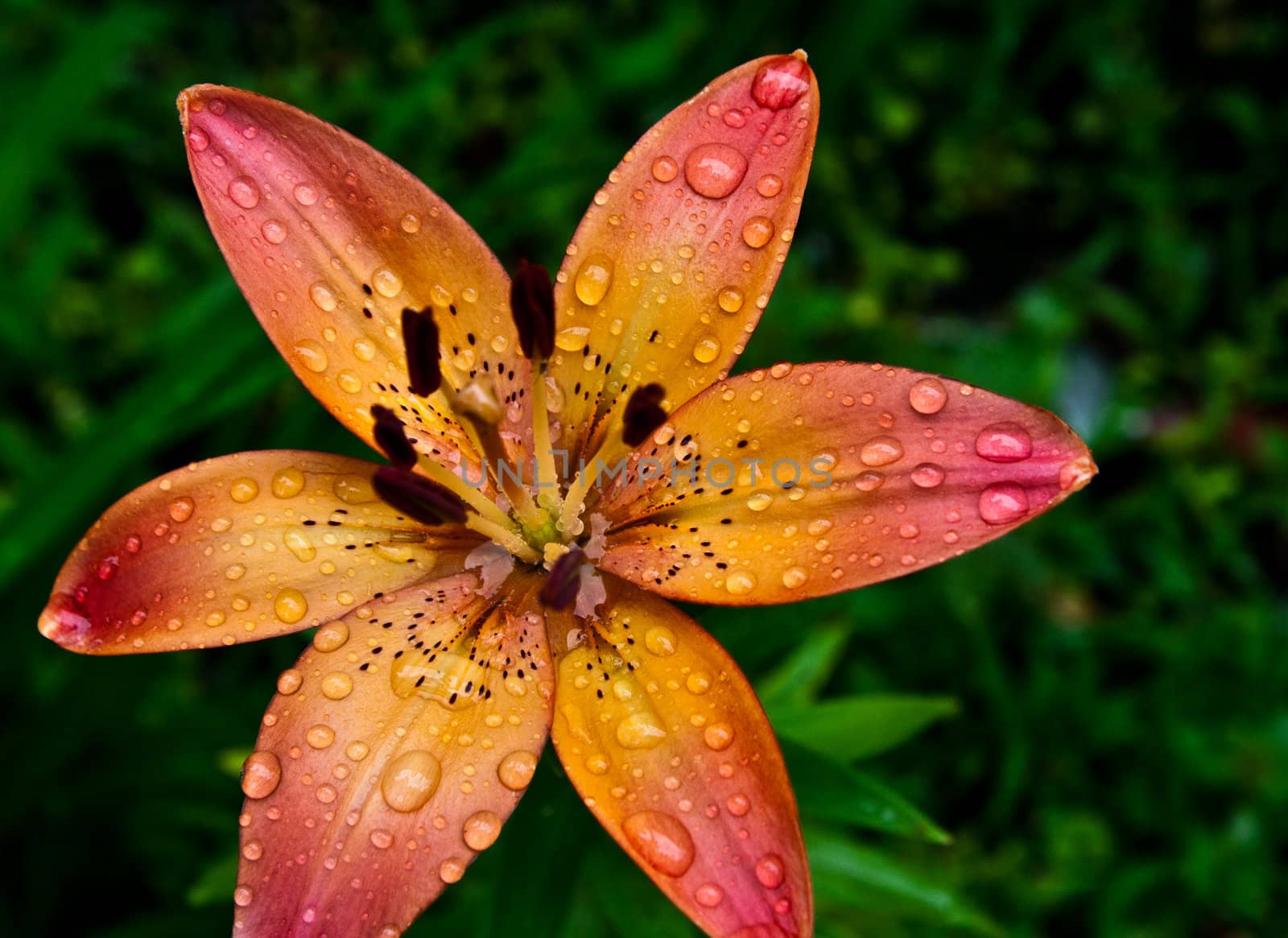 Rain drops on a multiple color Asiatic Lilly bloom