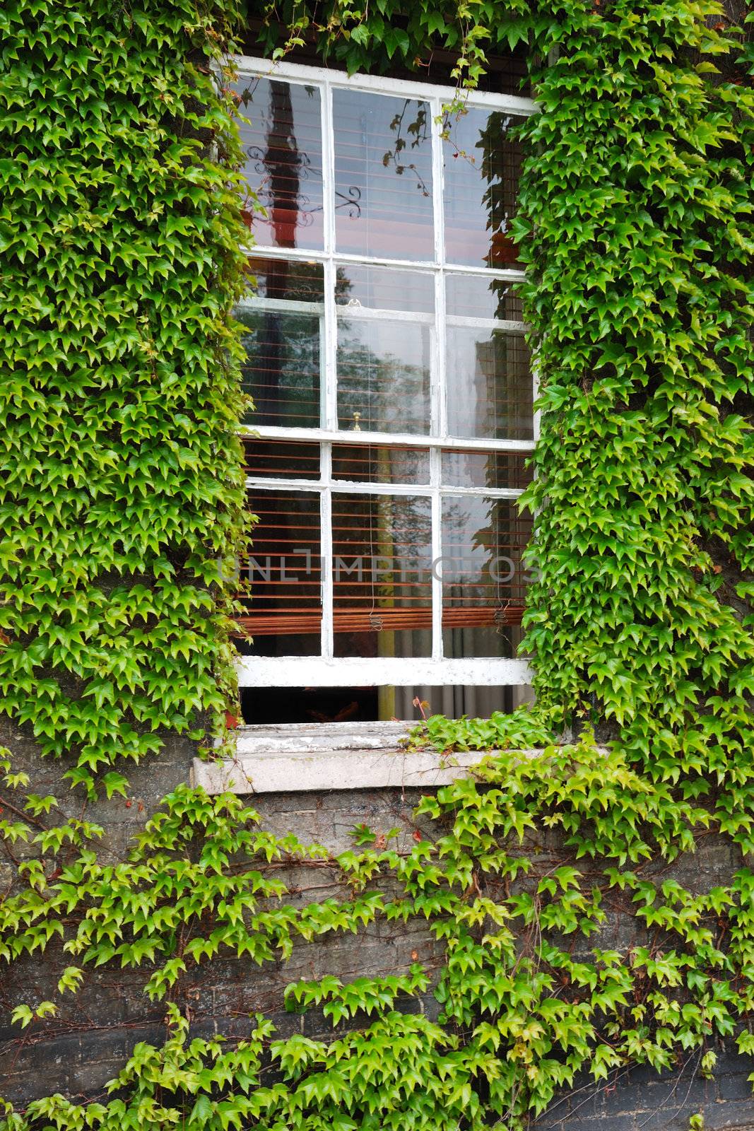 Window with Ivy by pauws99