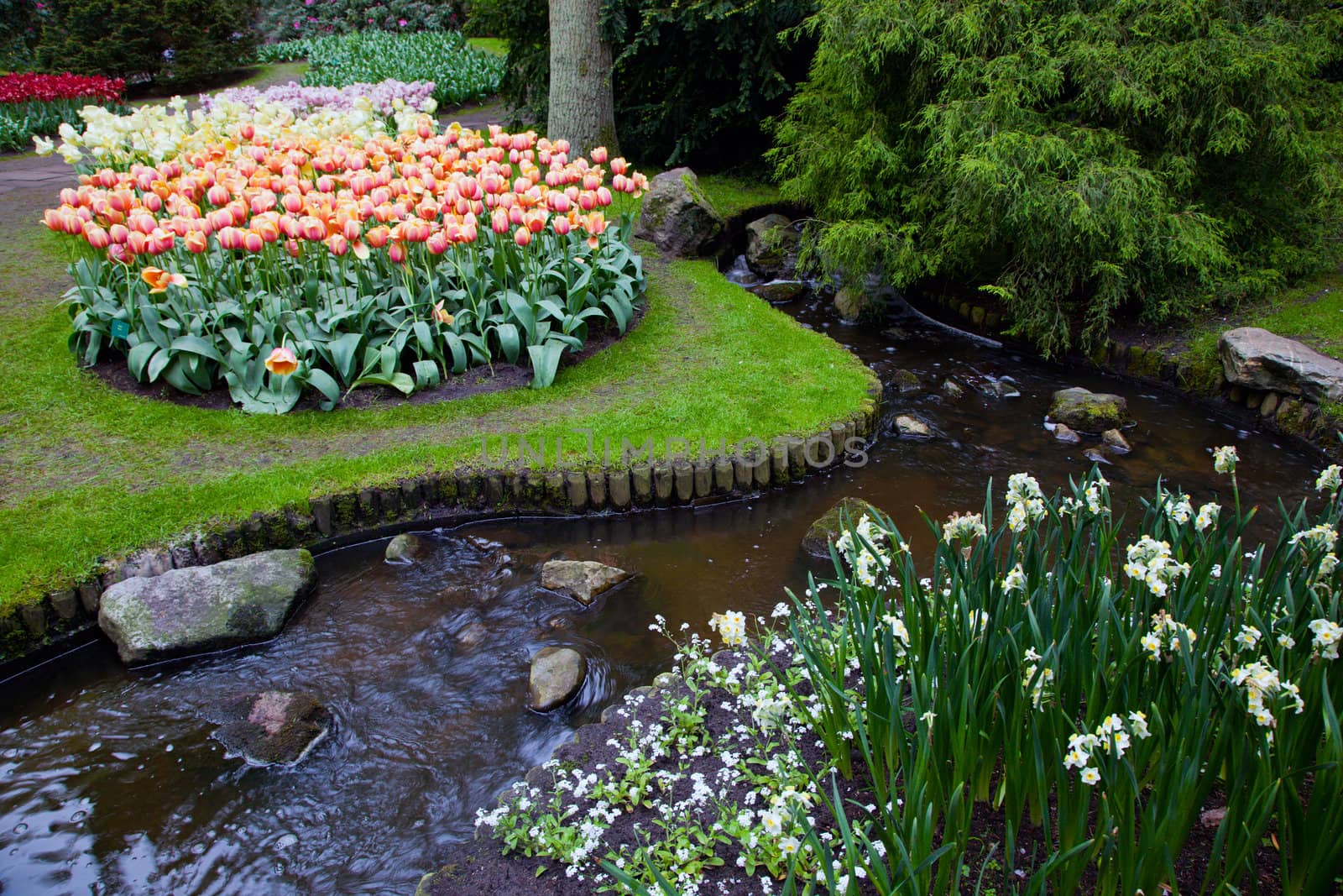 Colorful spring summer garden with tulip flowers in a sunny day