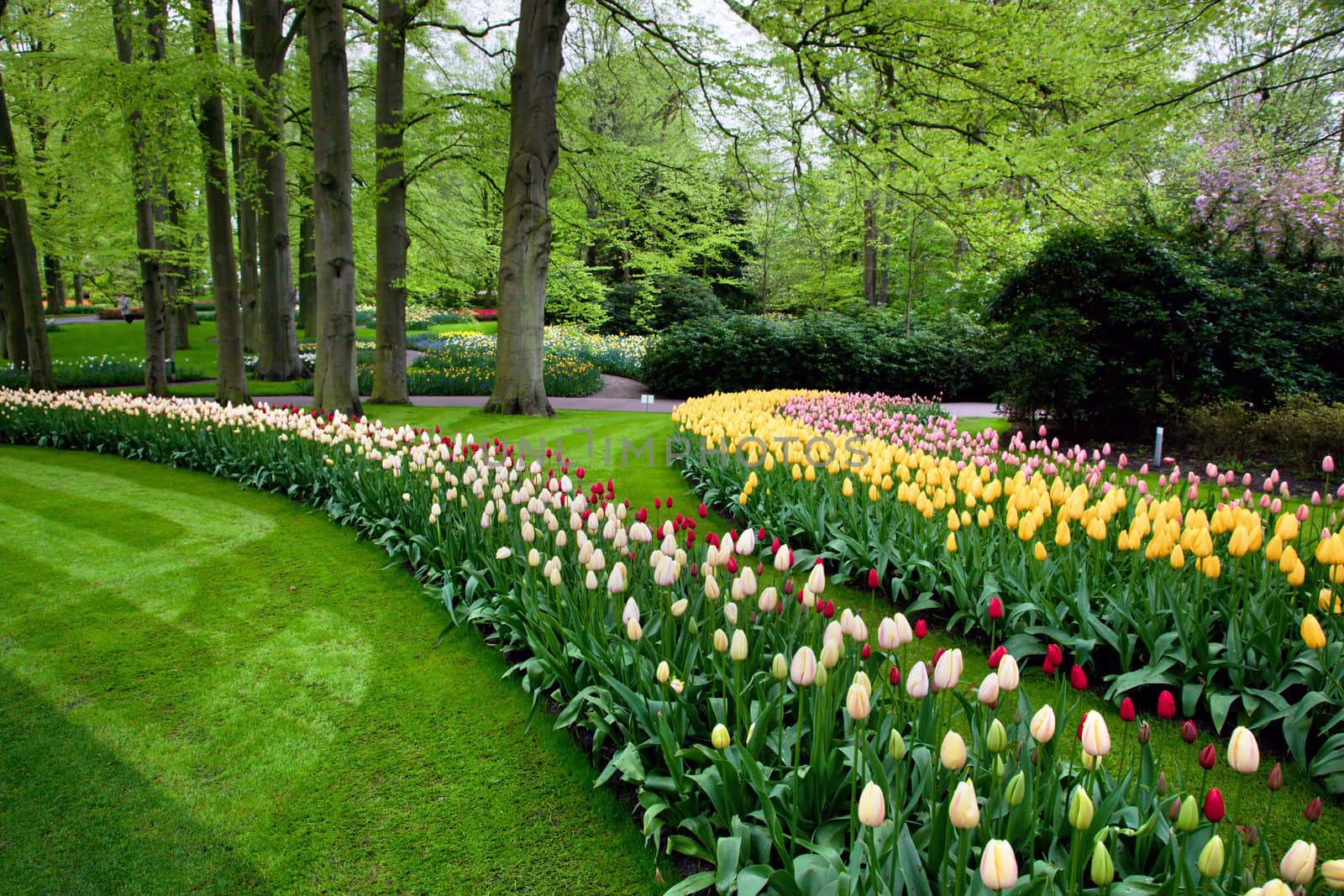 Colorful spring summer park with tulip flowers in a sunny day