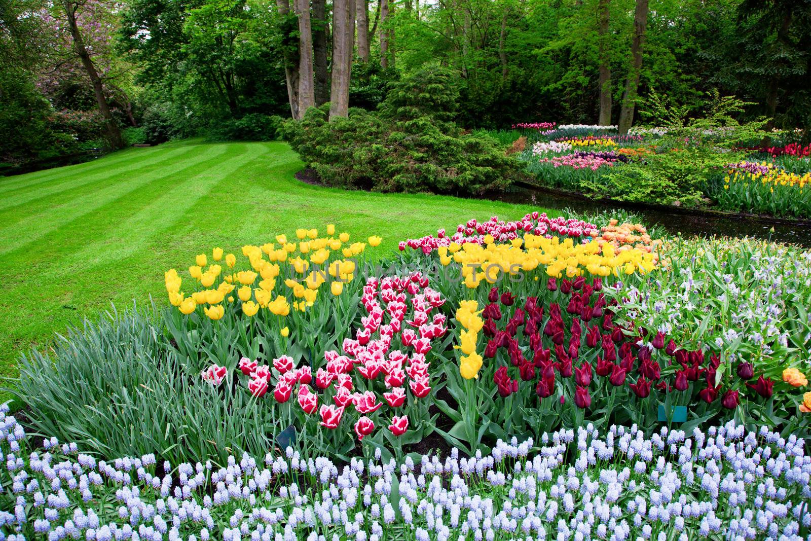 Colorful tulip flowers in a sunny green spring park