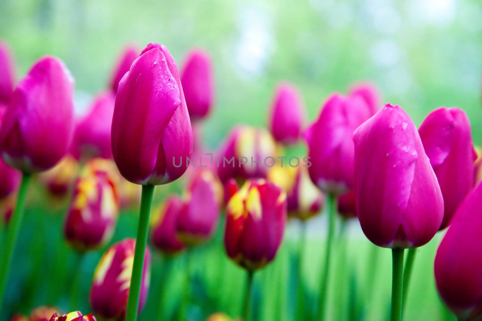 Romantic pink tulip flowers in a sunny green spring park