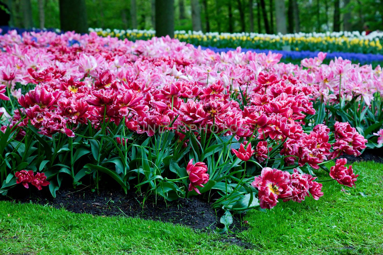 Romantic pink tulip flowers in a sunny green spring park