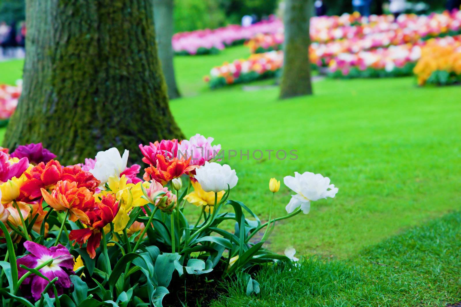 Colorful flowers in sunny spring park, garden