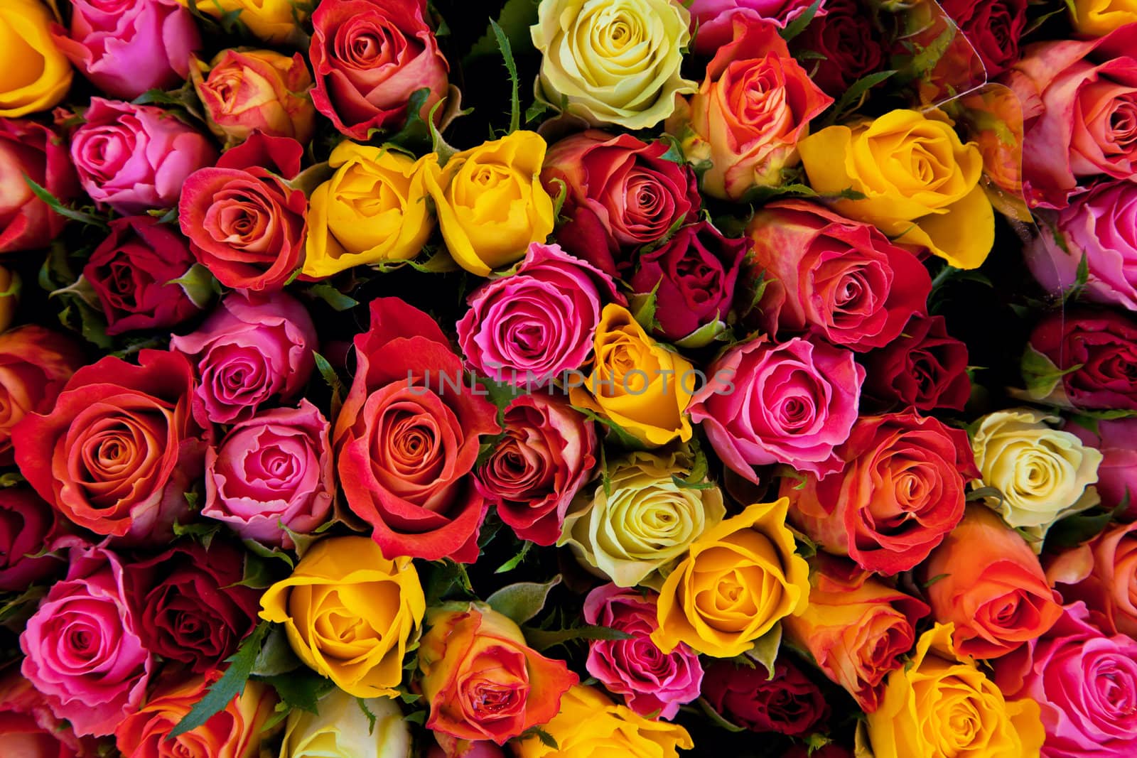 Colorful roses background. Beautiful, high quality, good for holidays, valentines's gift.