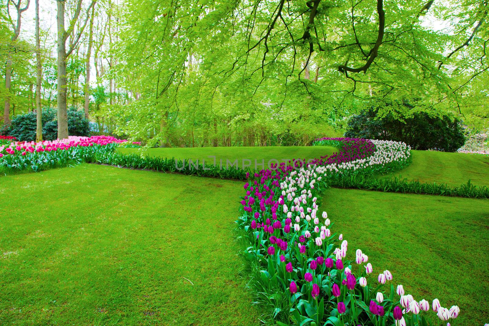 Colorful tulip flowers in a sunny green spring park