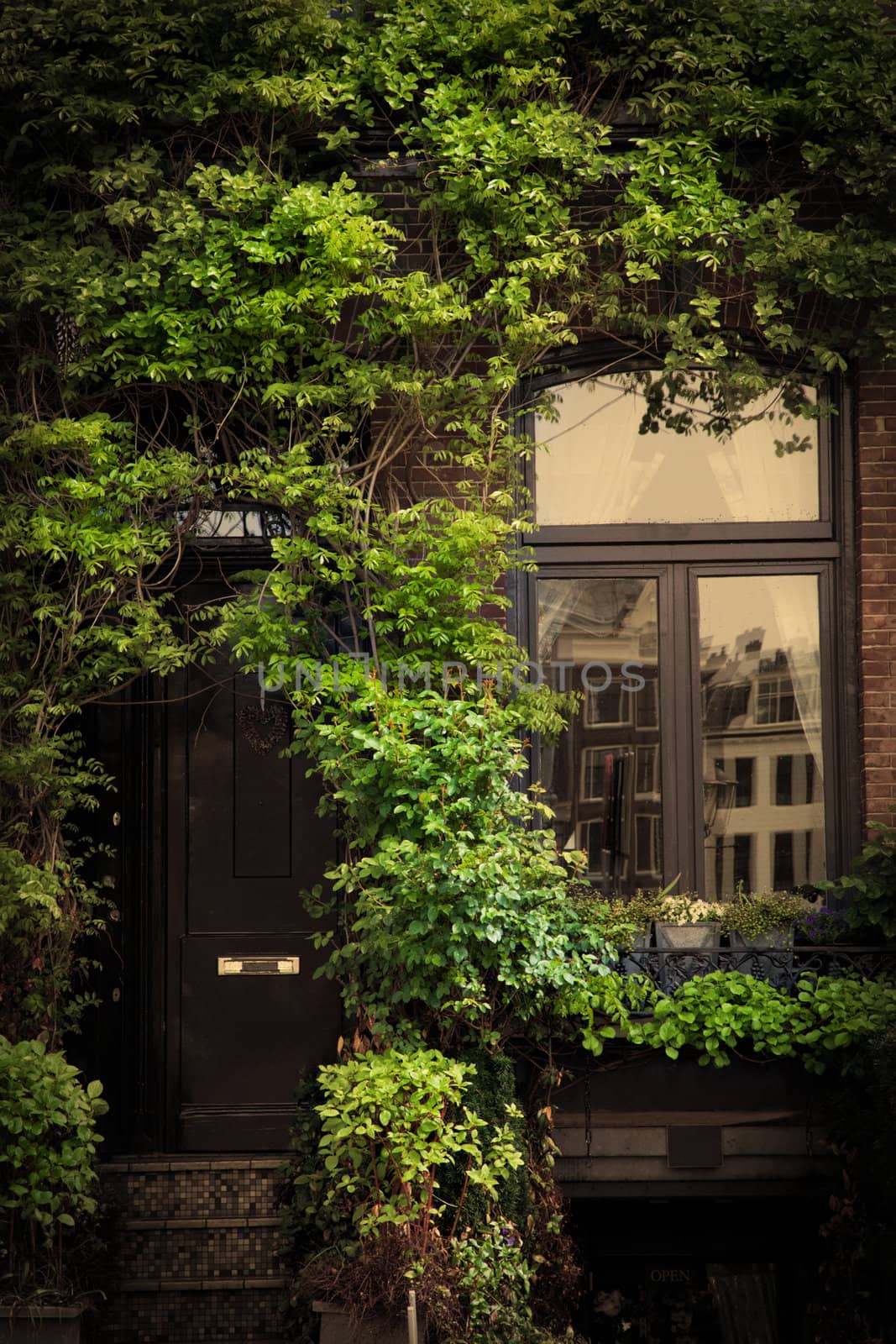 Retro vintage house entrance, ivy leaves by photocreo