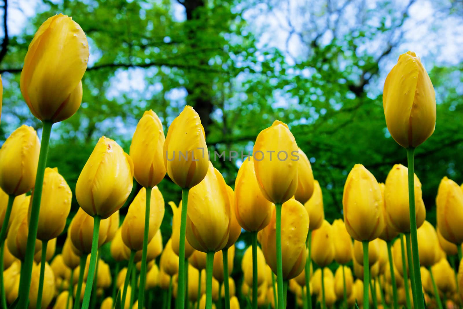 Fresh yellow tulip flowers in a sunny green spring park