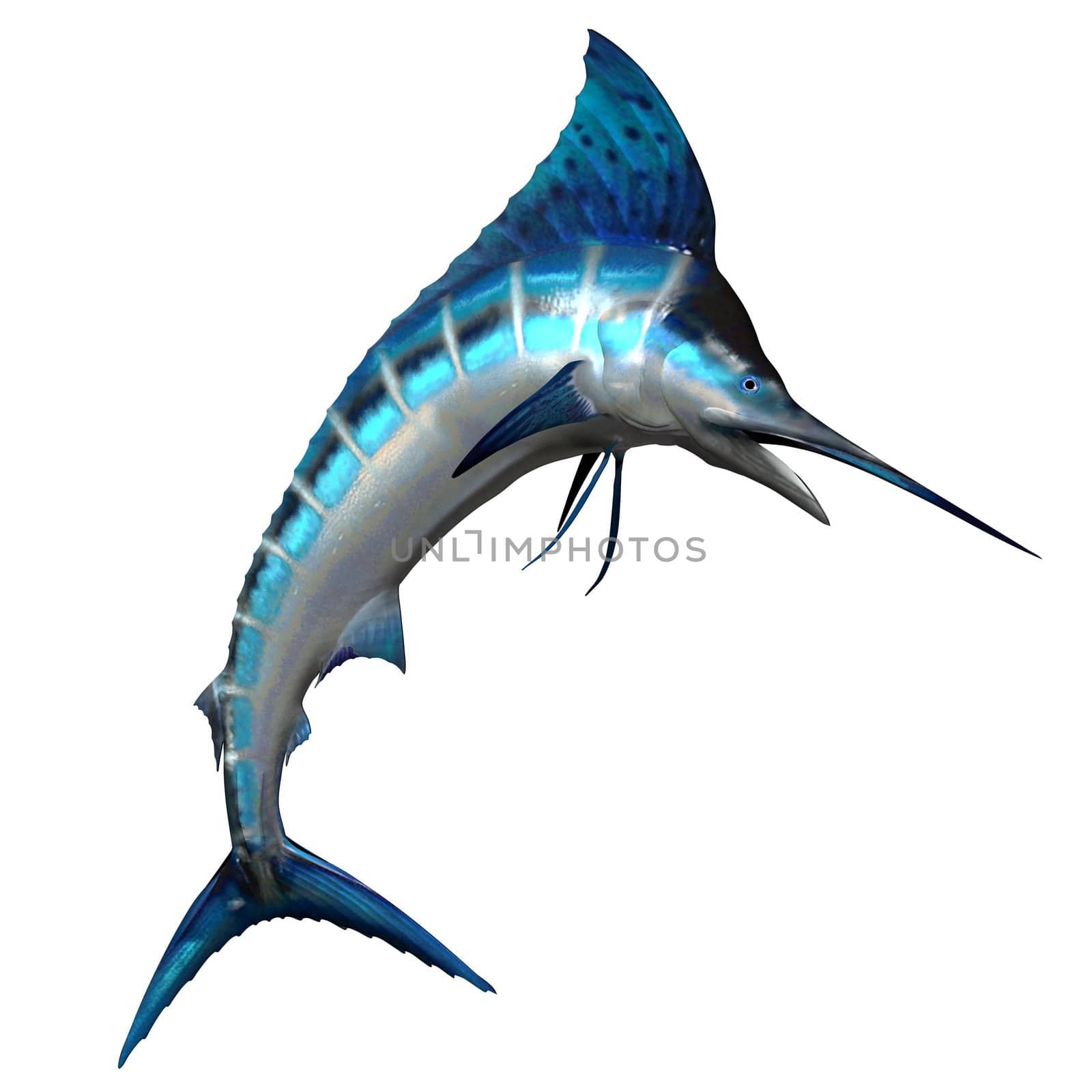 The Marlin fish is one of the fastest swimming predators of our oceans and is a favorite catch for deep sea fishing.