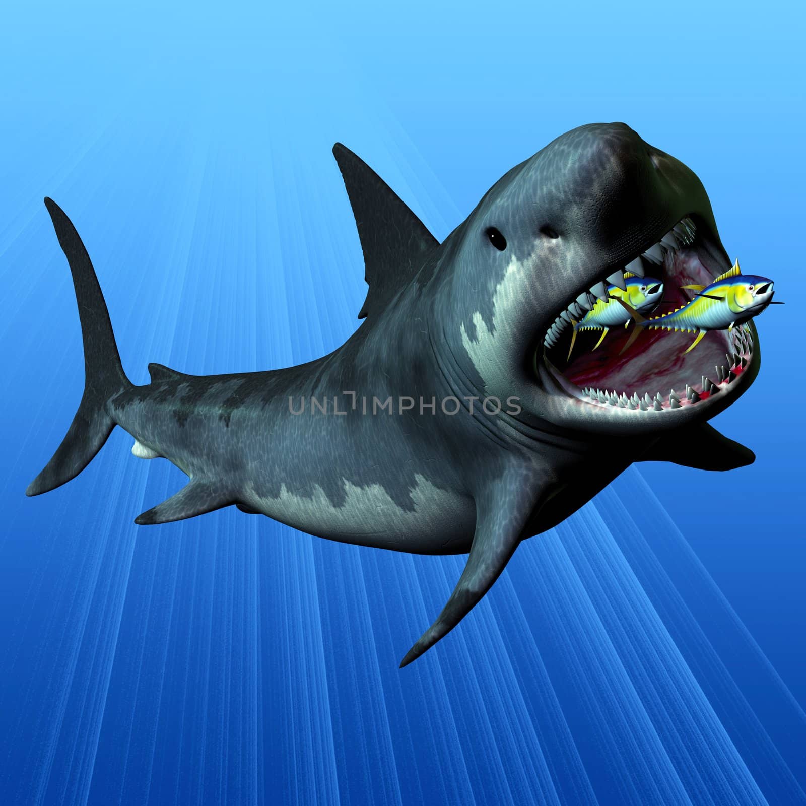 The Megalodon was the most powerful predator in the seas of the Cenozoic Era of Earth's history. Here he devours two swift swimming tuna in one large gulp. This shark was 16 metres or 52 feet long and its teeth remain in fossil beds.