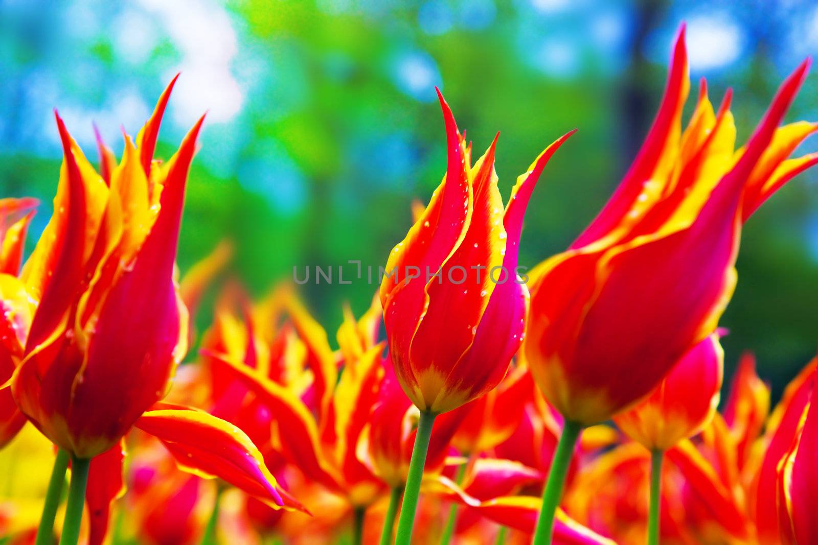 Colorful tulip flowers in a sunny green spring park