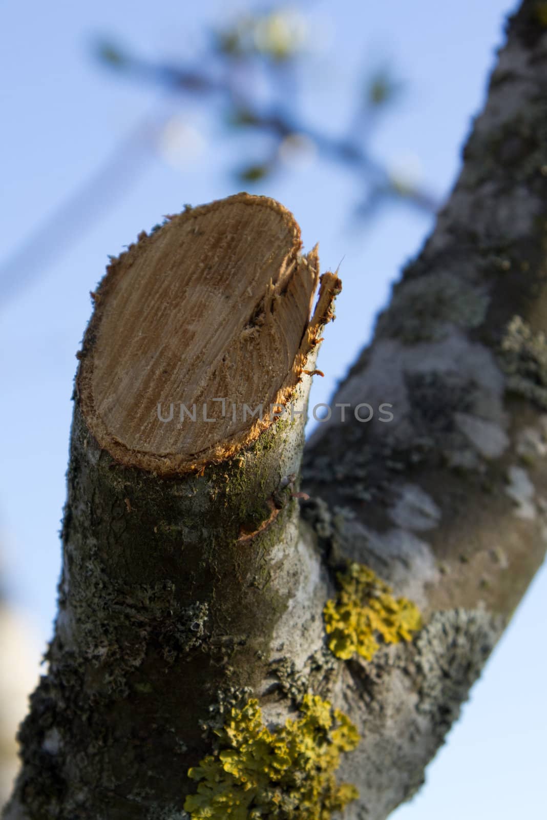 freshly sawn apple twig in spring