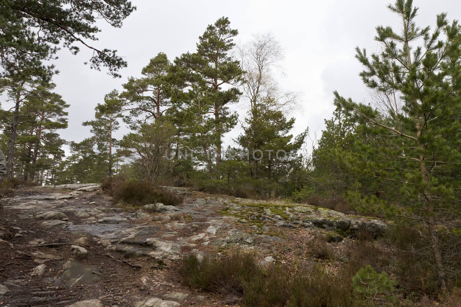 rural forest in norway with conifers