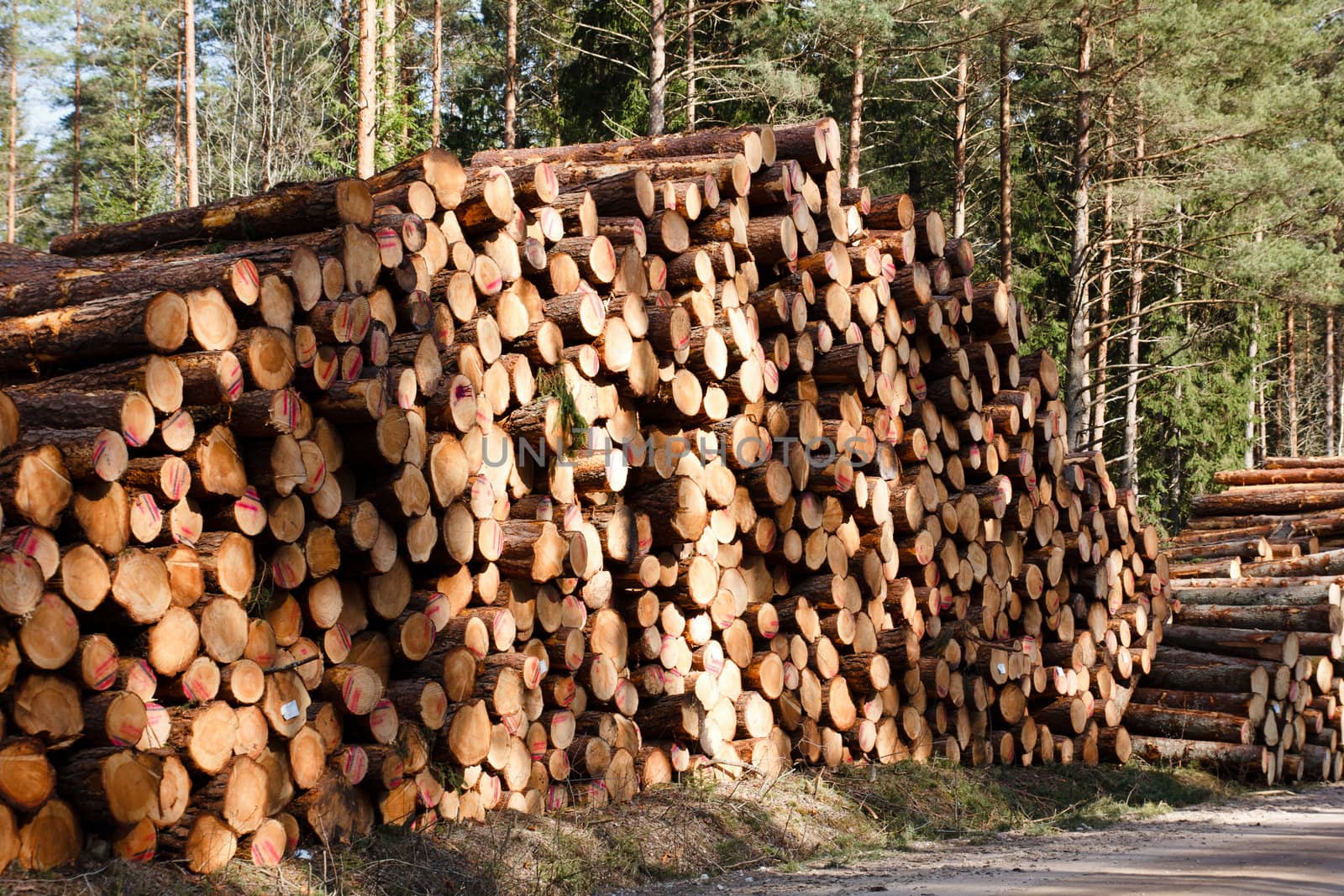 freshly sawn logs at rural roadside