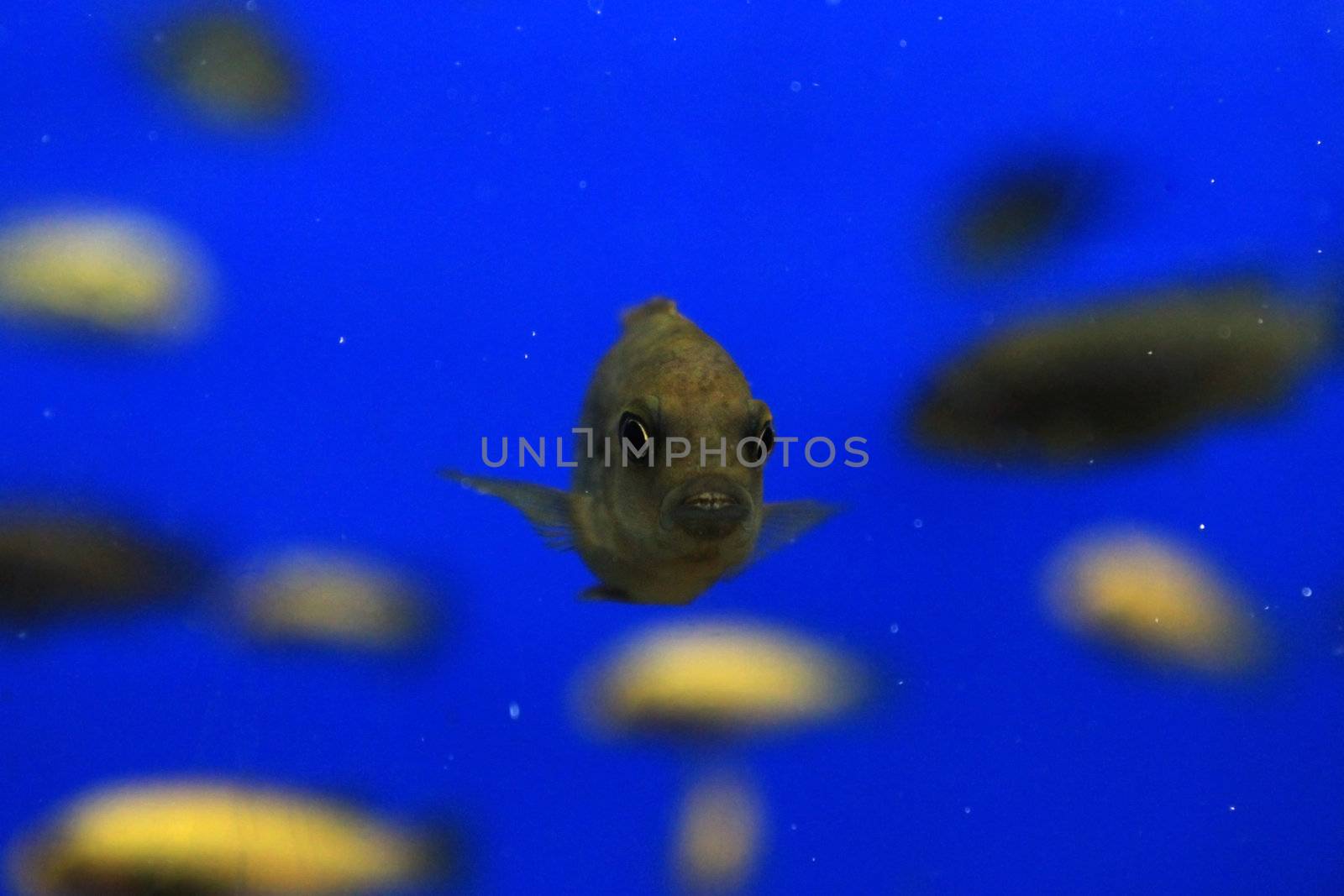 fish in aquarium over blue