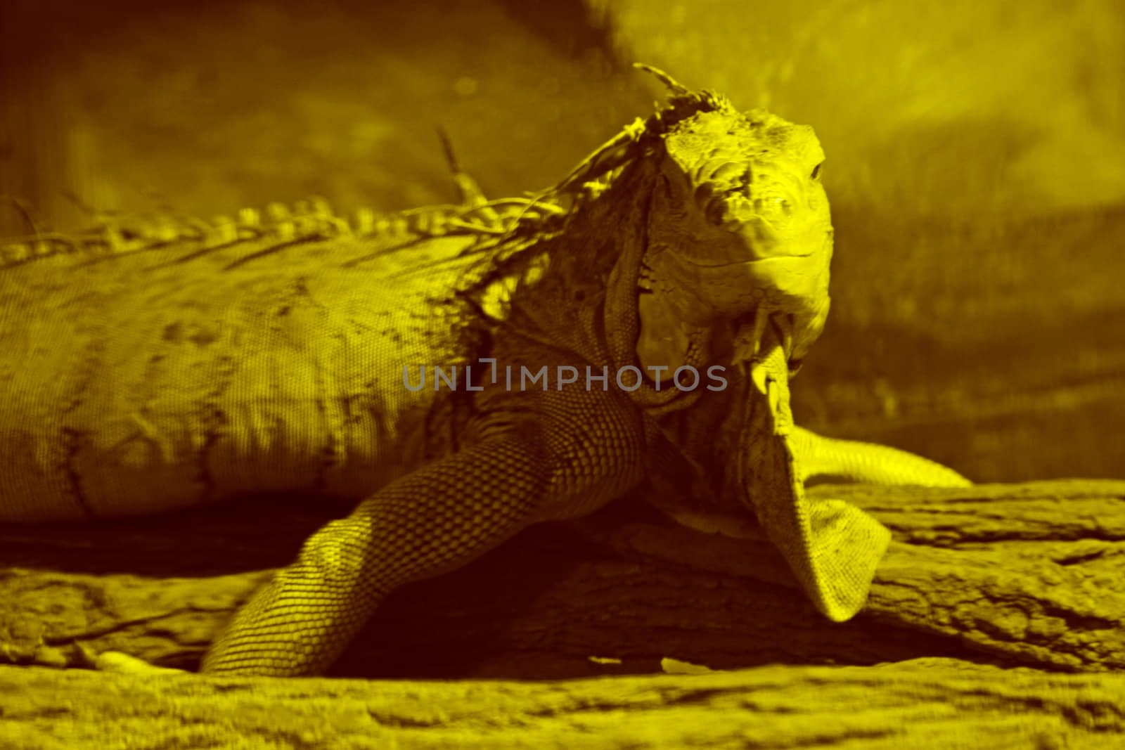 iguana by romantiche