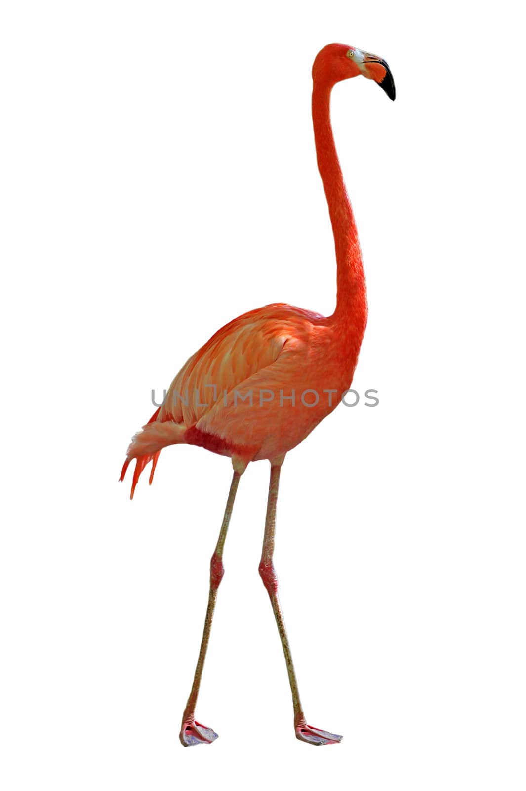 pink flamingo by romantiche