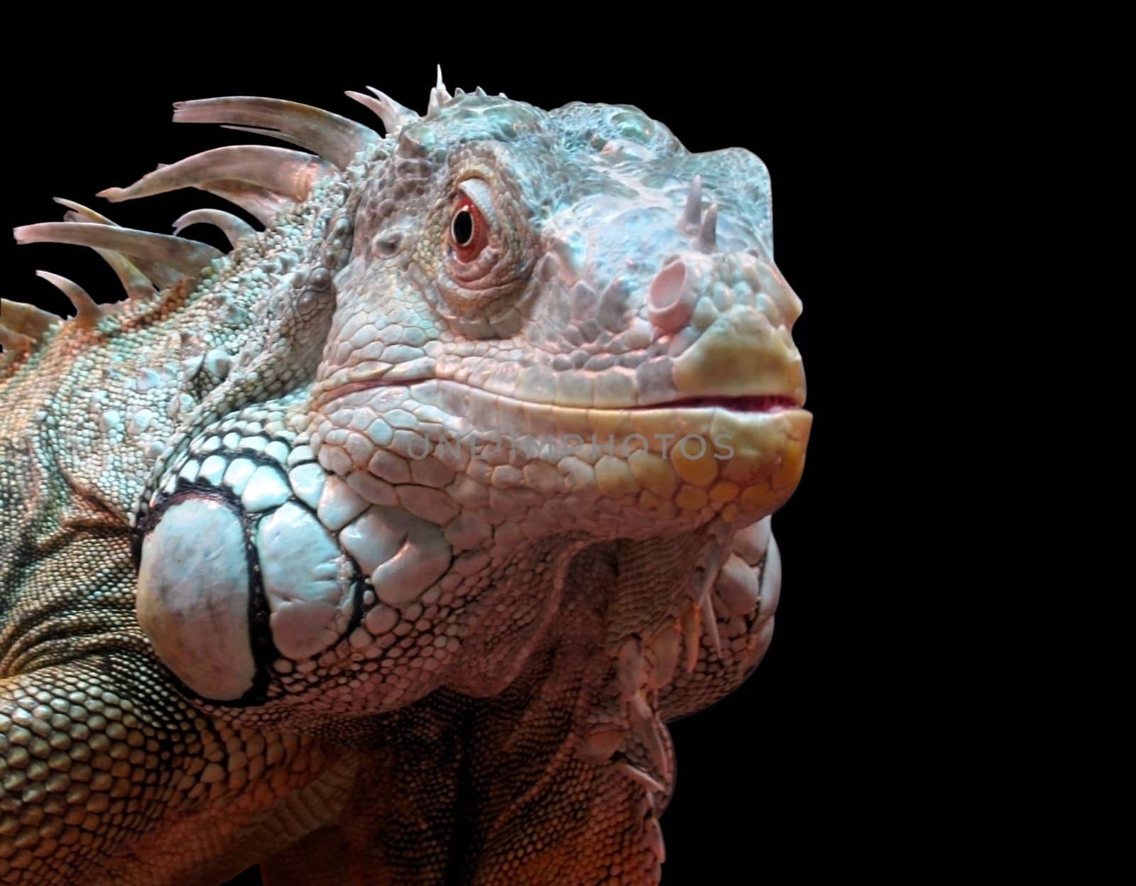 iguana portrait
