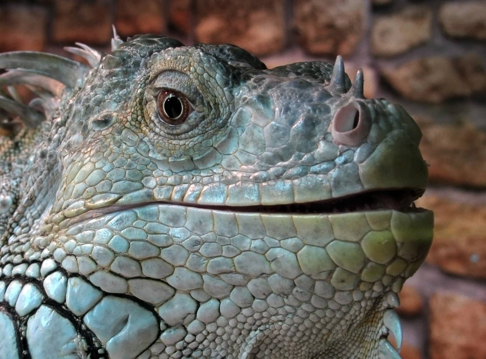head of iguana