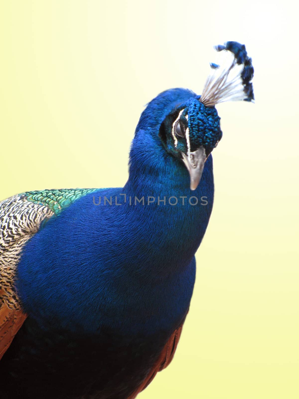 peacock by romantiche
