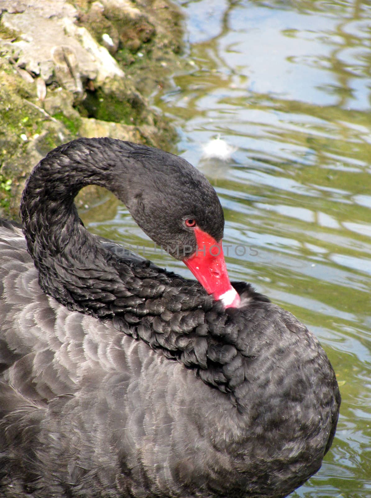 black swan by romantiche