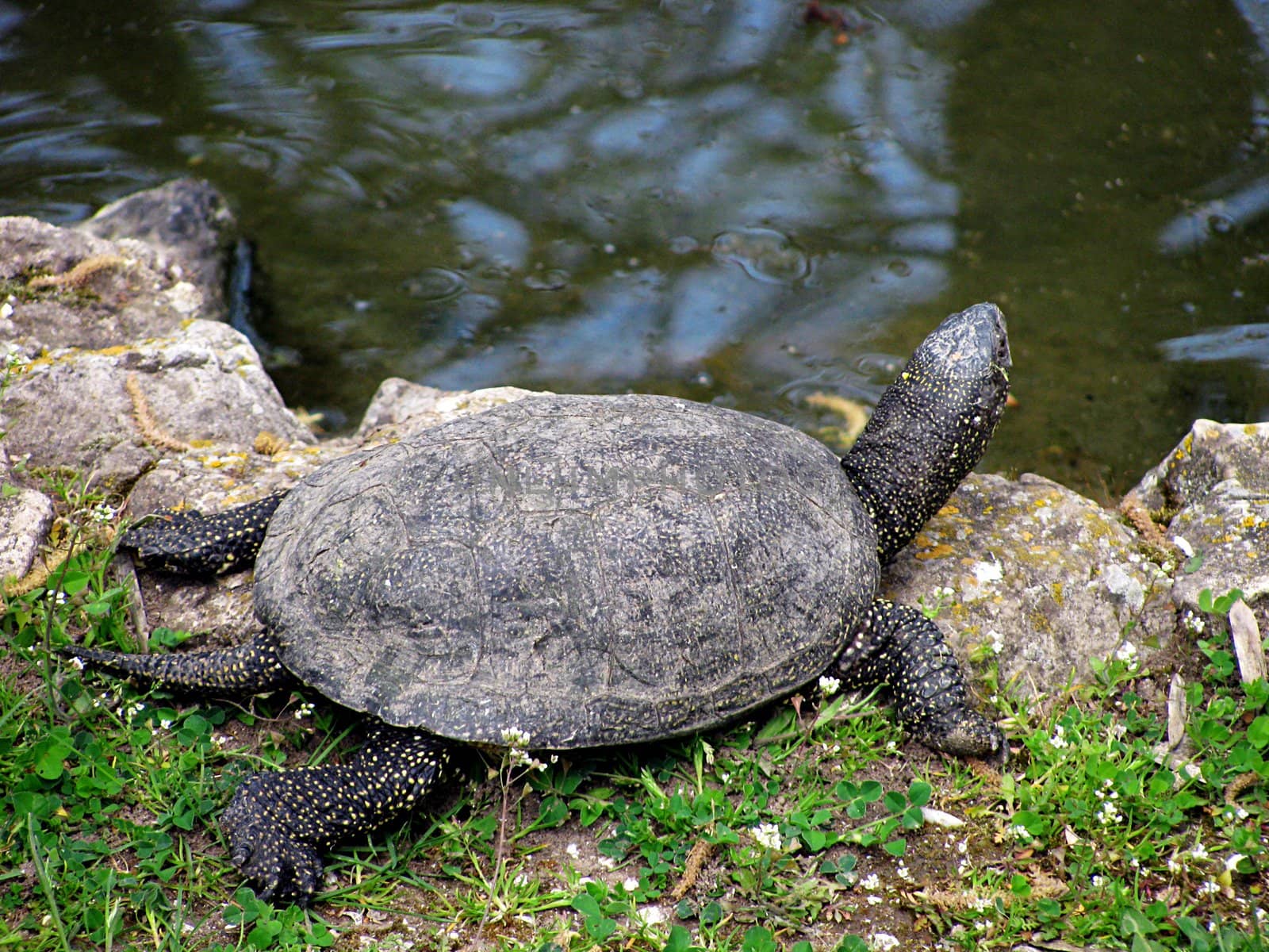 small turtle on a stone