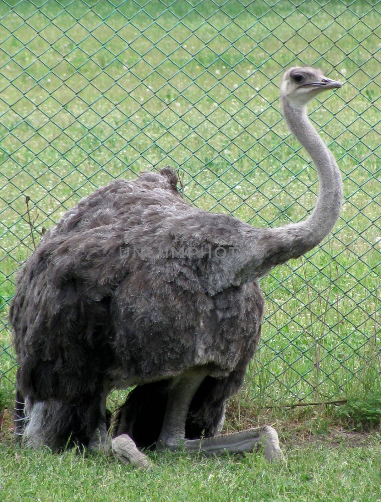 ostrich sitting on grass