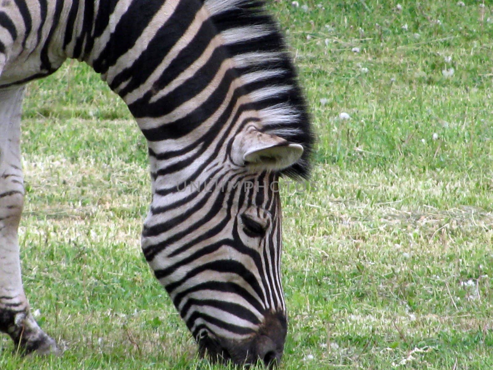 zebra eating grass