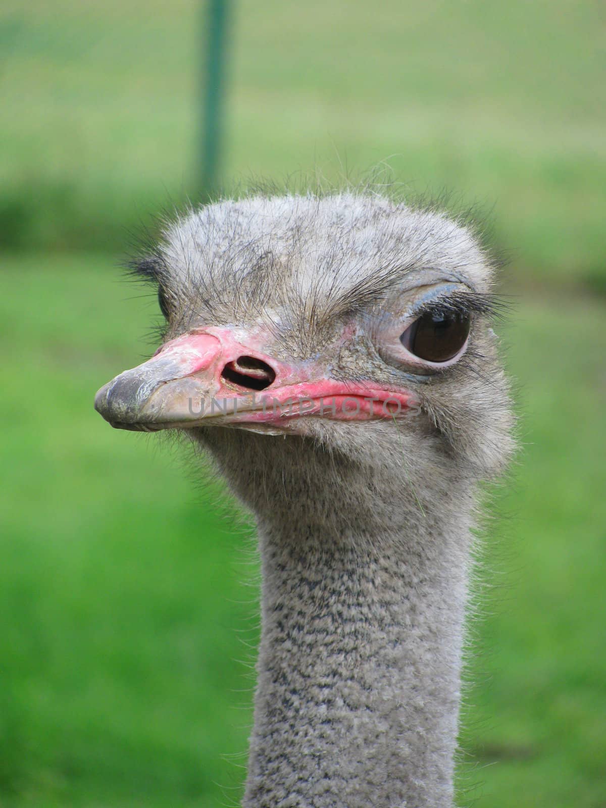 head of ostrich over green grass