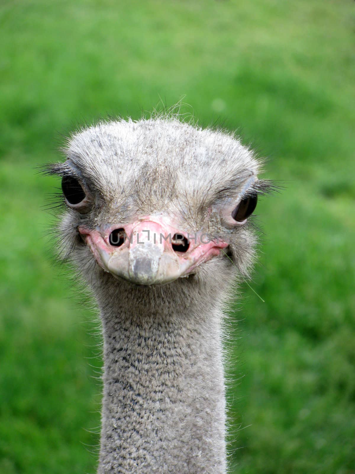 head of ostrich over green grass