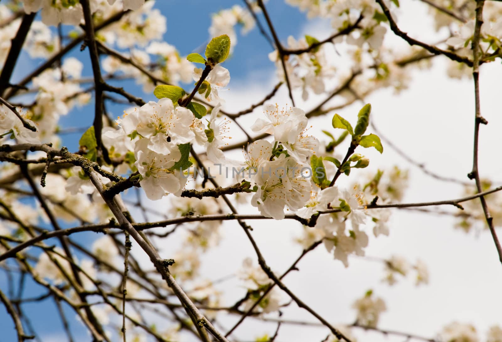 Springtime cherry blossoms