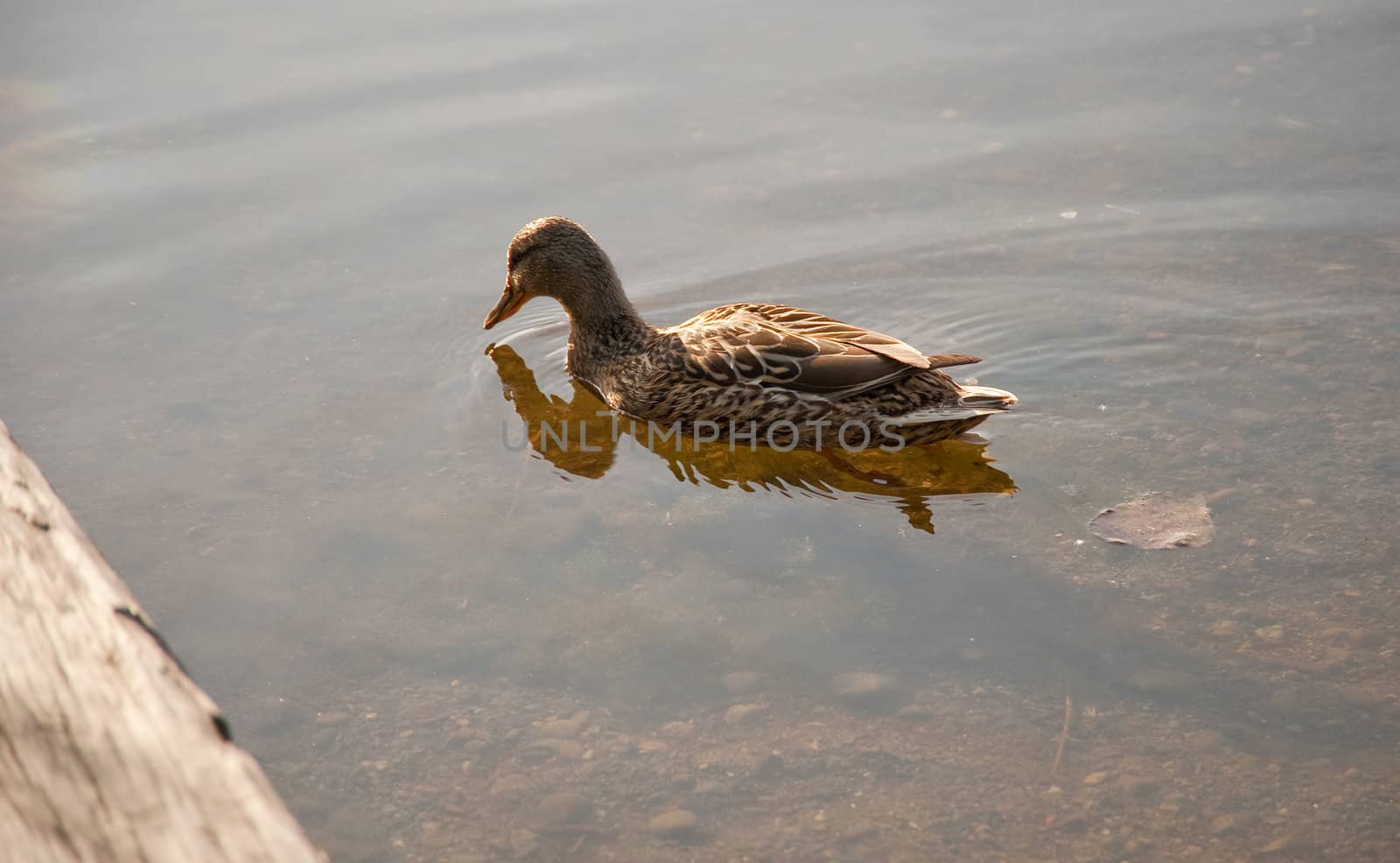 Duck floating in a pond